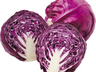 Cabbage-Red