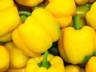 Capsicum-Yellow