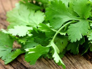 Coriander-Fresh
