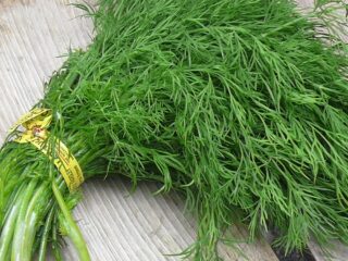 Dill-Fresh
