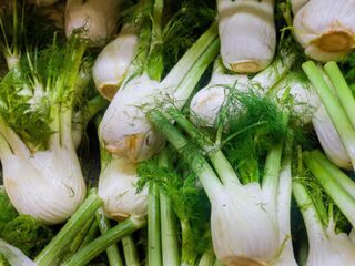 Fennel