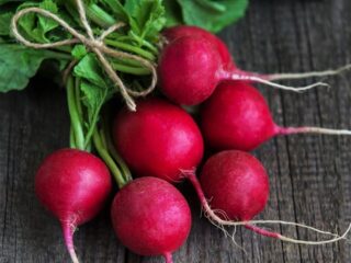 Radish