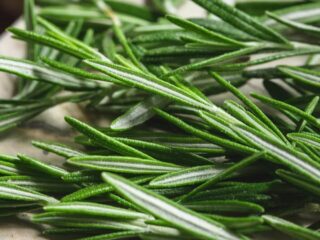 Rosemary-Fresh